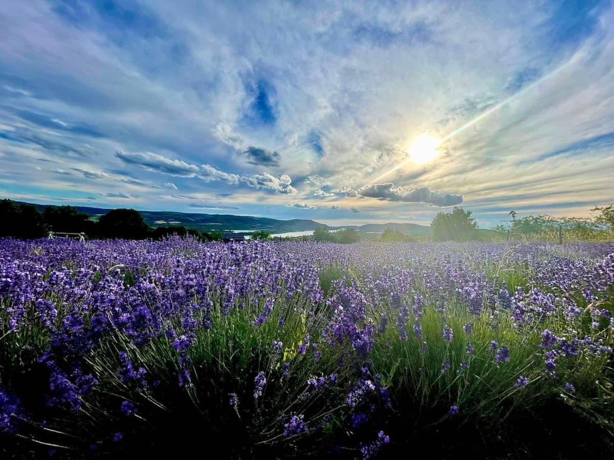Pensjonat Natura Hill - Butik Szobak Es Etterem Zebegény